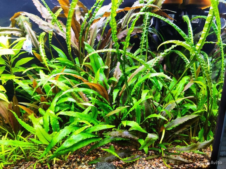 Криптокорина Вендта Скурилис