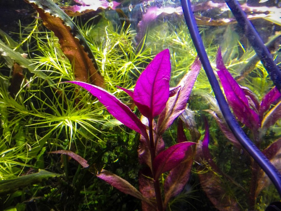 Криптокарина вендетта