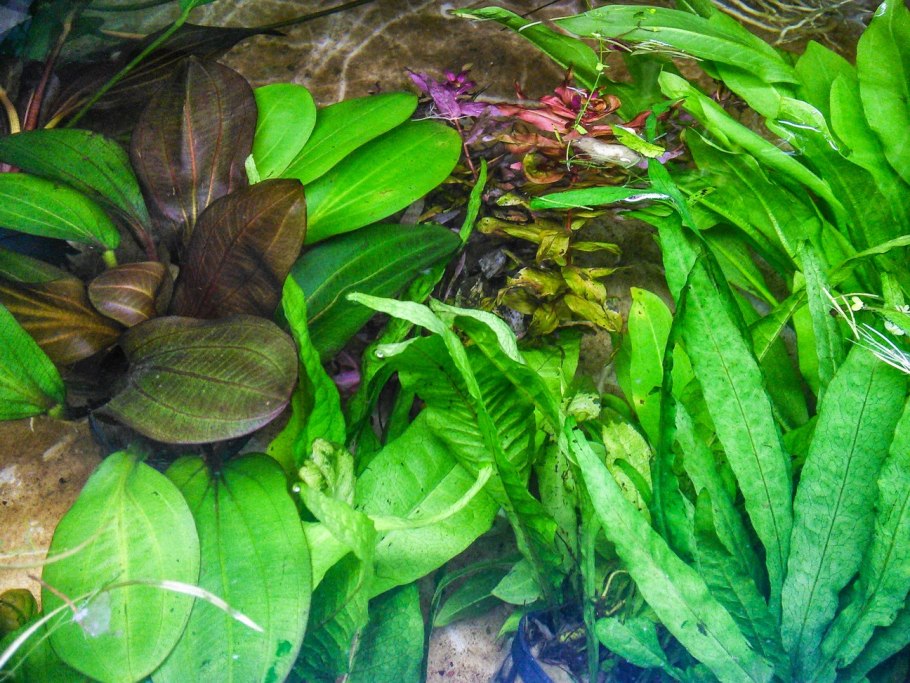 Криптокорина стриолата зеленая