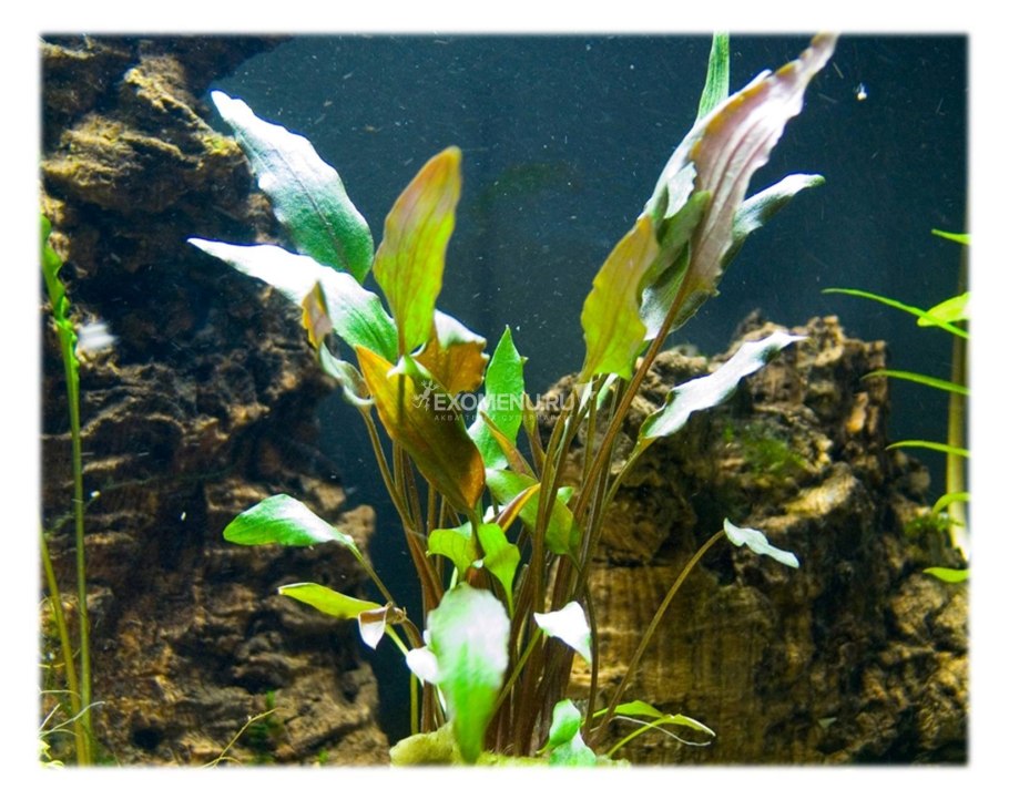 Апоногетон ульвовидный клубень