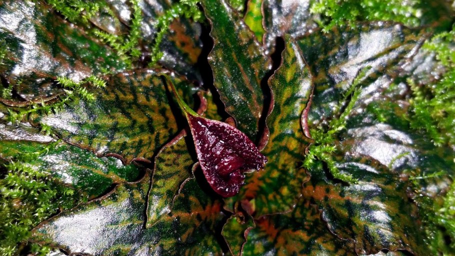 Криптокорина пурпурная