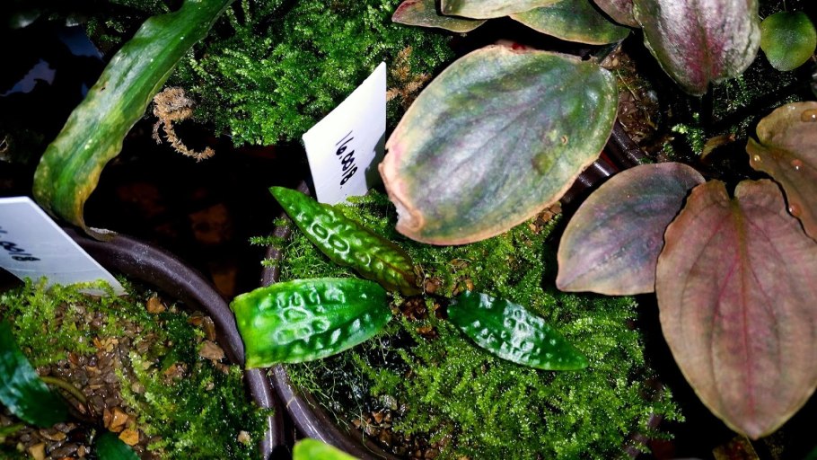 Cryptocoryne affinis