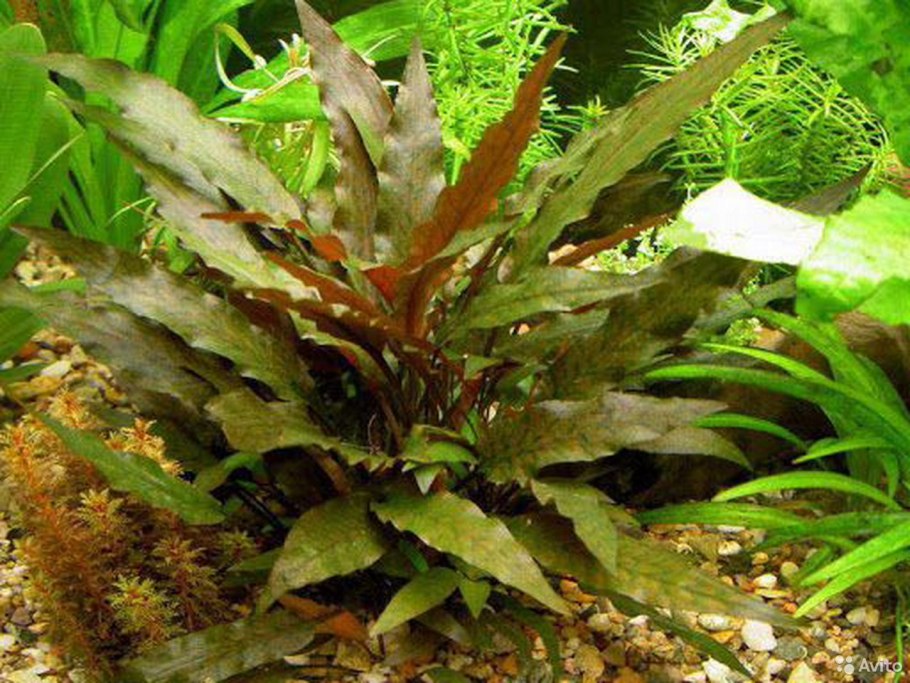Cryptocoryne minima "Kepong" -800р
