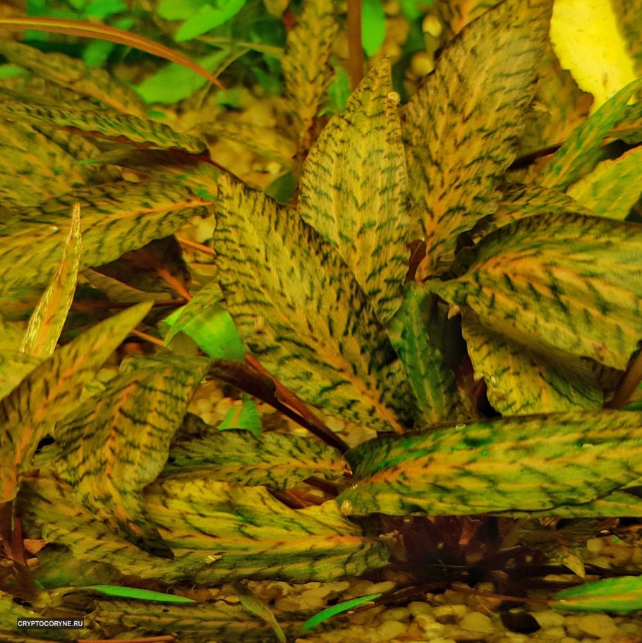 Криптокорина Вендта “пузырчатая“