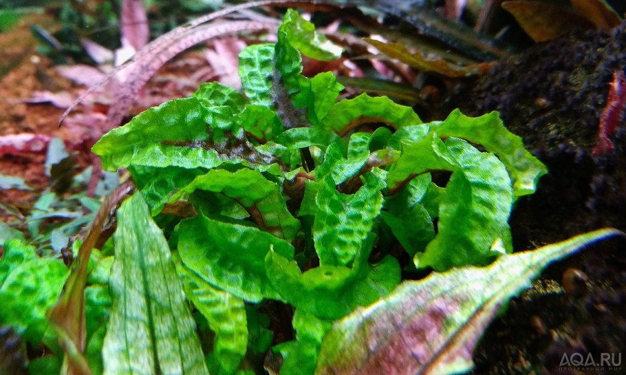 Криптокорина Вендта Скурилис