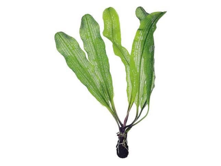 Эхинодорус "Оцелот" (Echinodorus Ozelot)