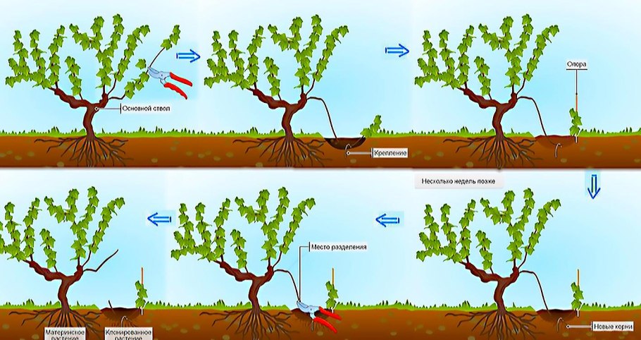 Черенкование корни гортензии