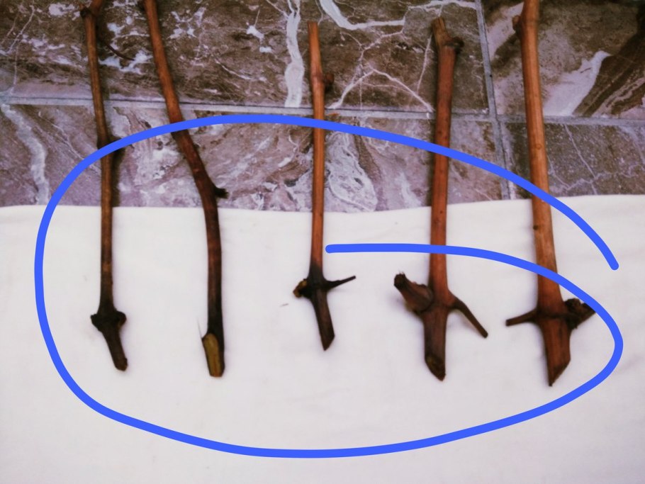 Корневин черенки