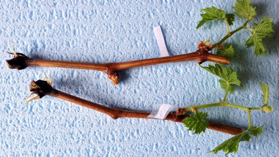 Посадка ирисов осенью в открытый грунт