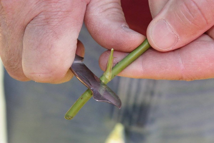 Ива размножается черенками