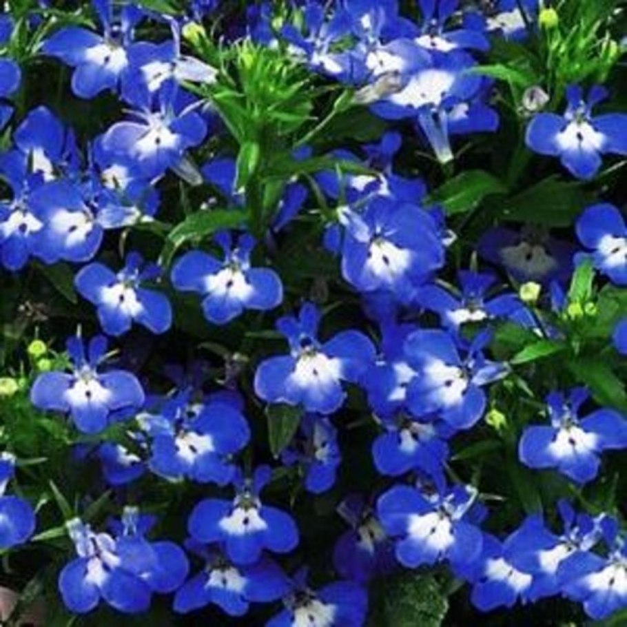 Астра многолетняя кустарниковая (Aster dumosus)