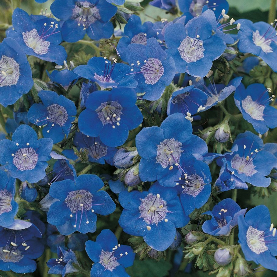 Горечавка китайская украшенная (Gentiana sino-Ornata)