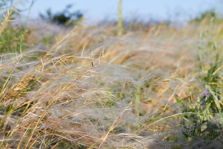 Разнотравно-Ковыльная степь