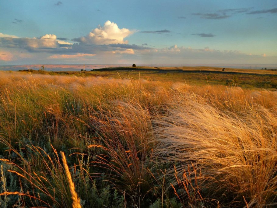 Степь Херсон