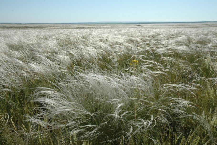 Прерии Канзаса