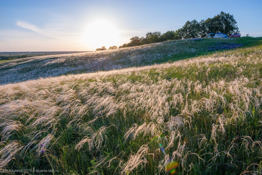 Степи Чувашии ковыль