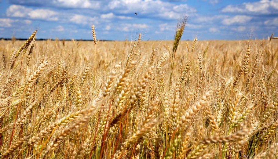 Зоны лесостепей и степей Флора