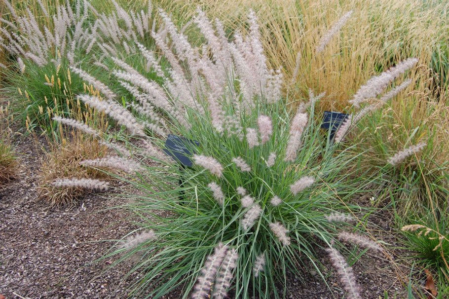 Вейник Наземный Calamagrostis epigeios
