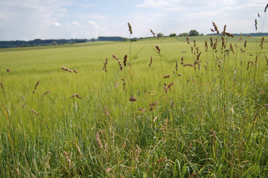 Разнотравно-злаковая степь Краснодарский край