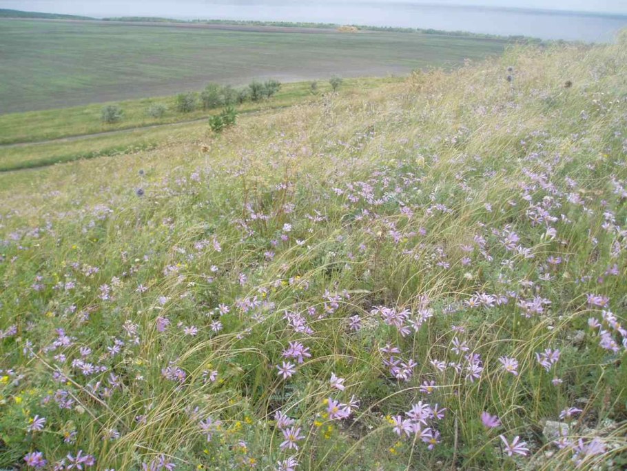 Пеннисетум (перистощетинник) Восточный