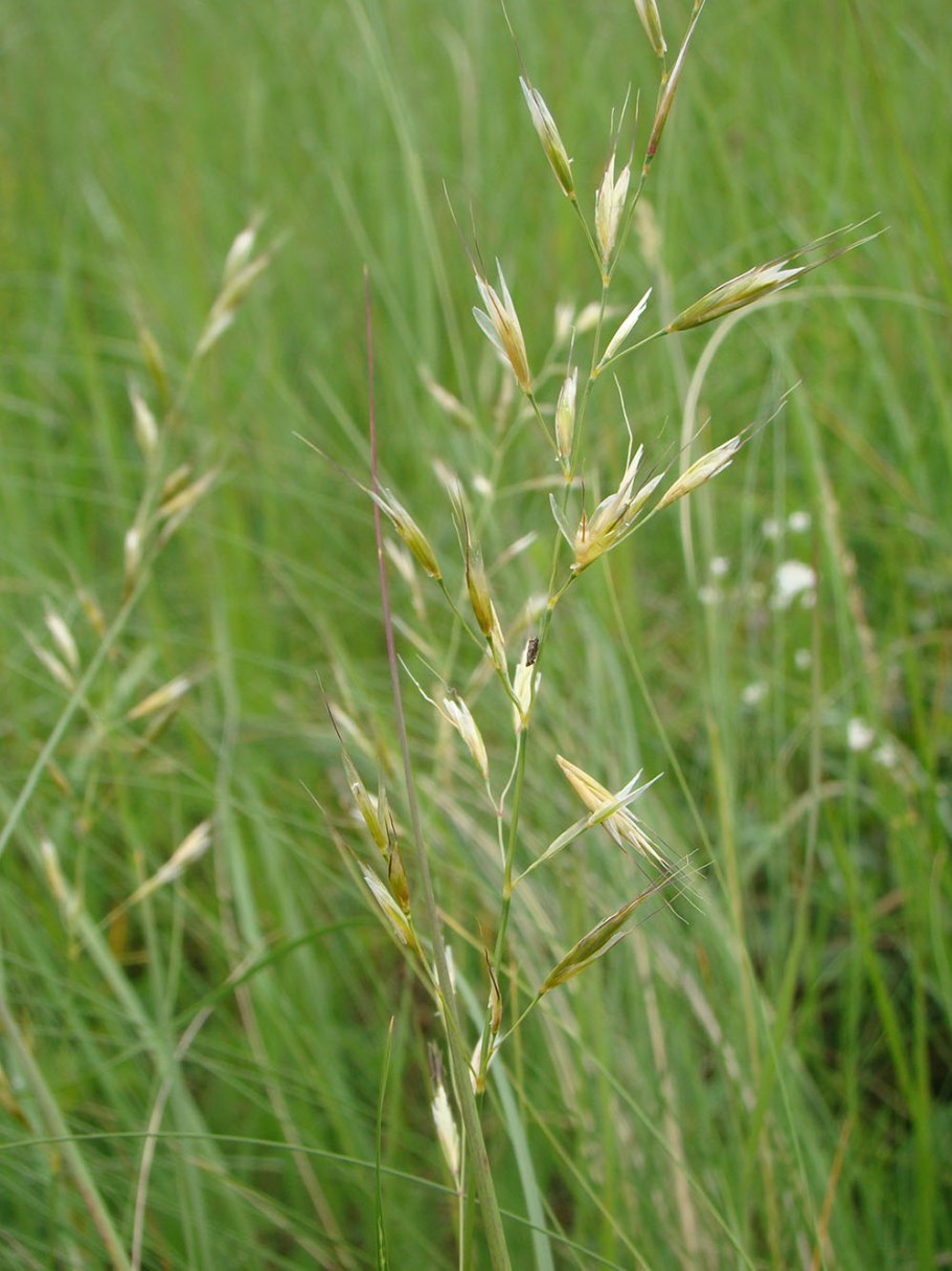 Овсец Шелля