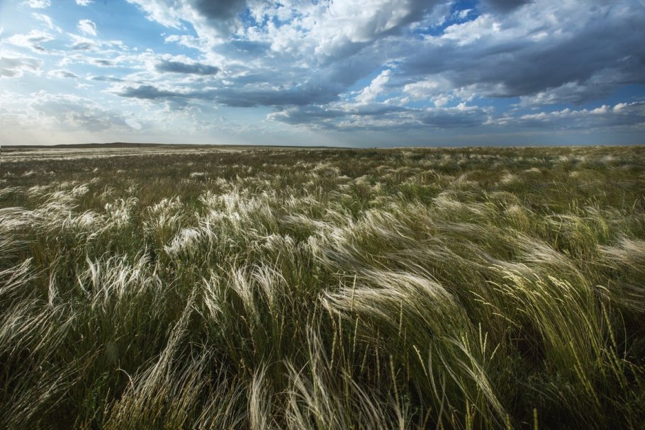 Пшеница раскраска