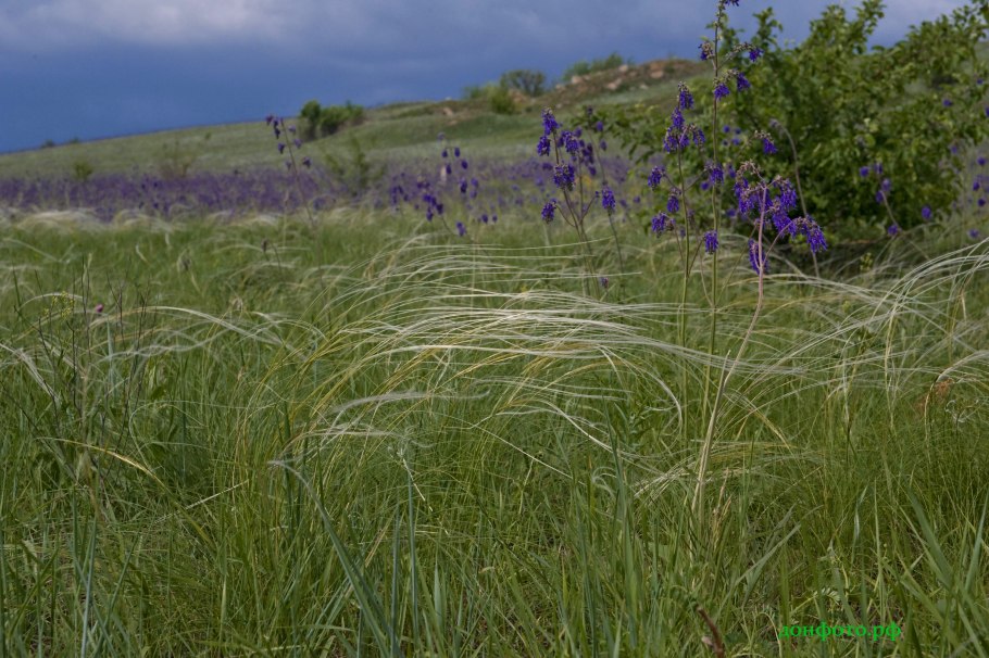 Ковыль в Ростовской области
