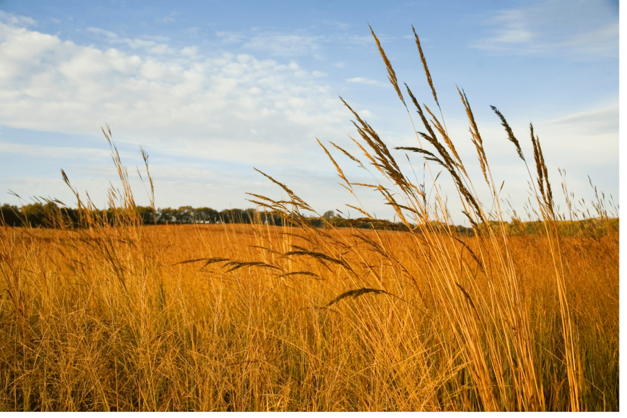 Разнотравье лесостепи