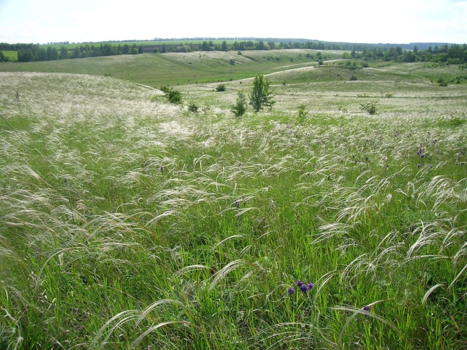 Степь ковыль Белгородской области