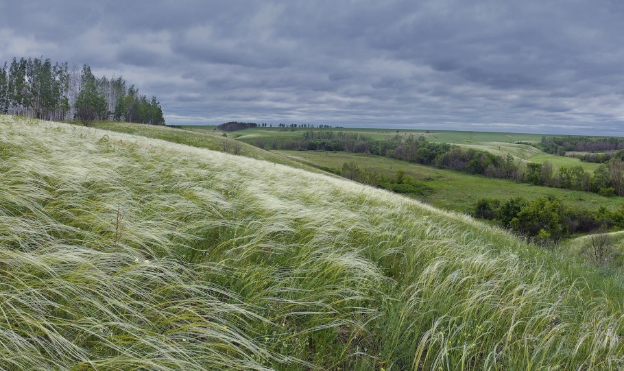 Ячмень гривастый (Hordeum jubatum)