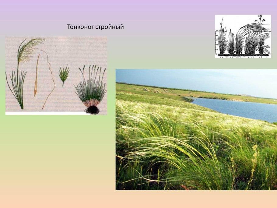 Степные злаковые растения