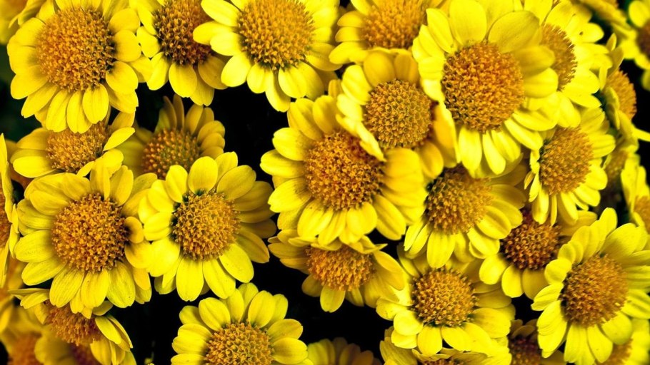 Желтые весенние цветы