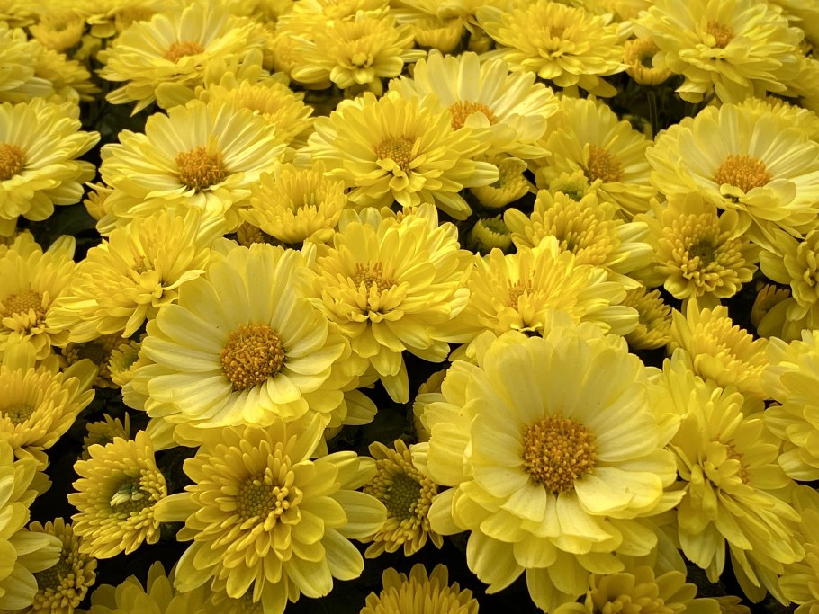 Желтенькие цветочки полевые