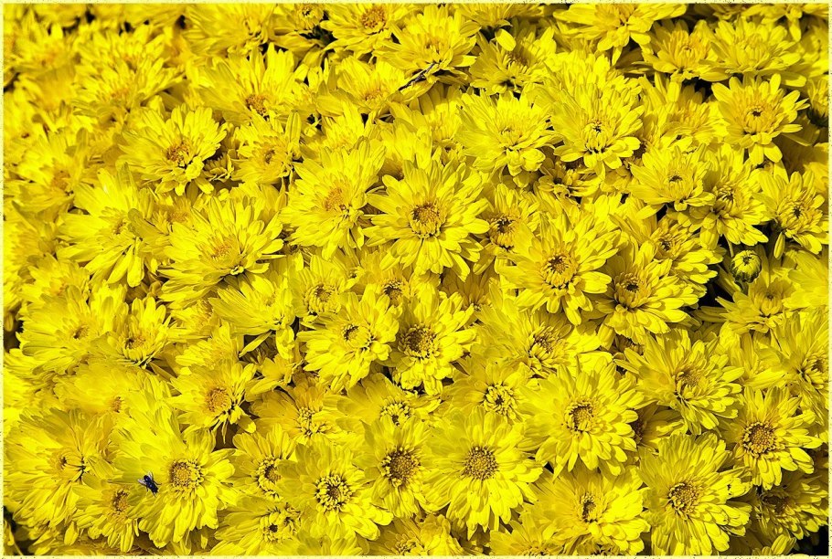 Нарциссы Поляна