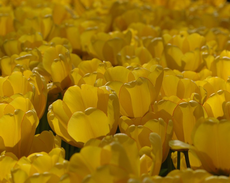 Обои желтые ромашки