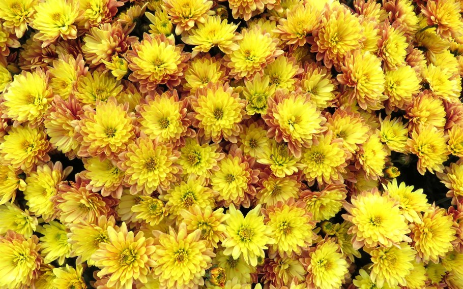 Солнечный желтый. Нарцисс (Daffodil)