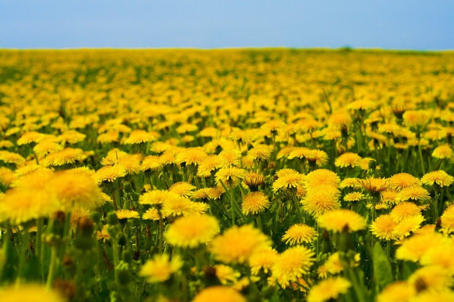 Желтые цветы в природе