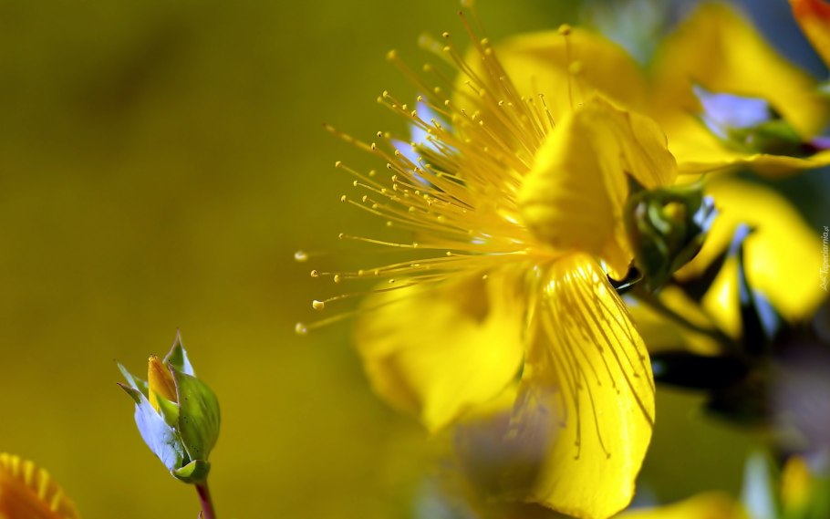Желтенькие мелкие цветочки