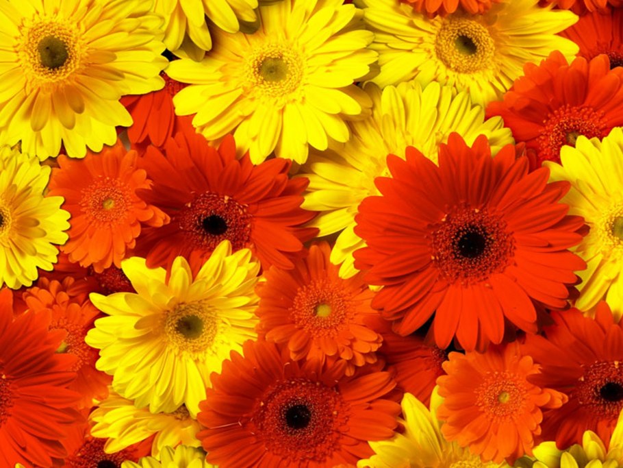 Красивые желтые хризантемы