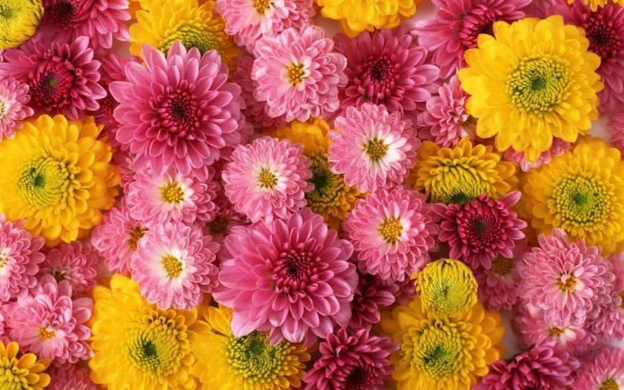 Альстромерия желтая