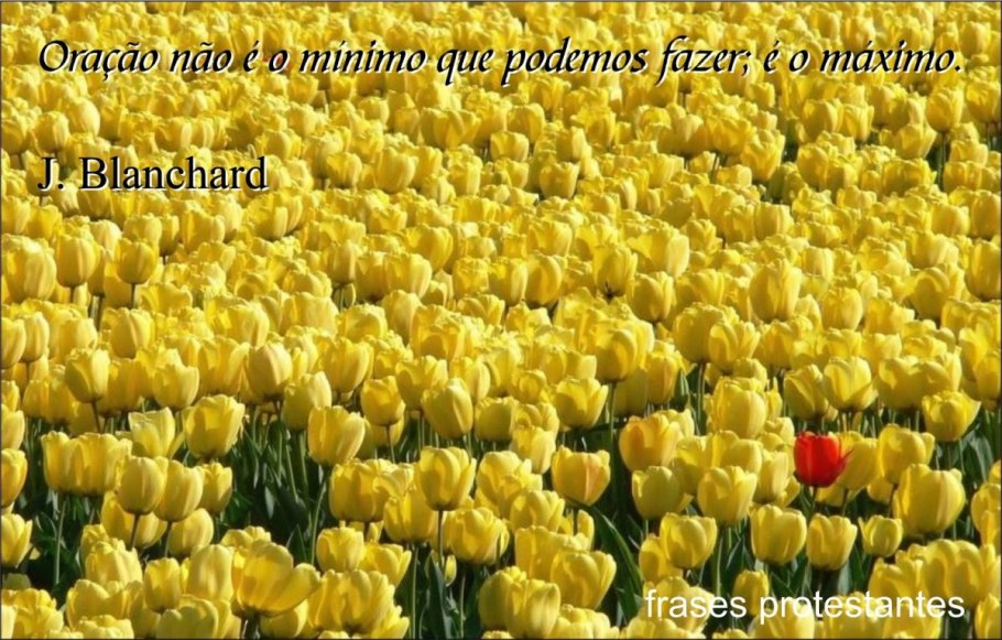 Цветы желтые розы