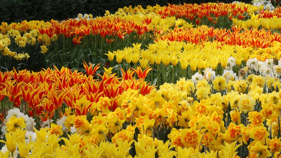 Рубкедия цветы желтые