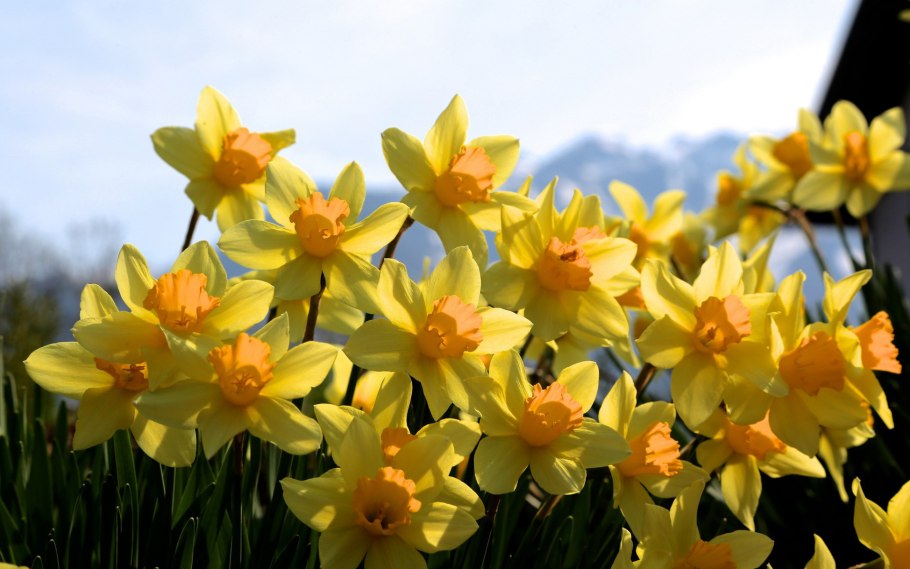 Поле одуванчиков