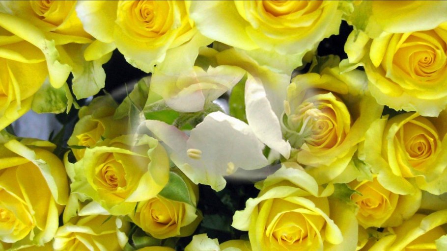 Прекрасные желтые цветы