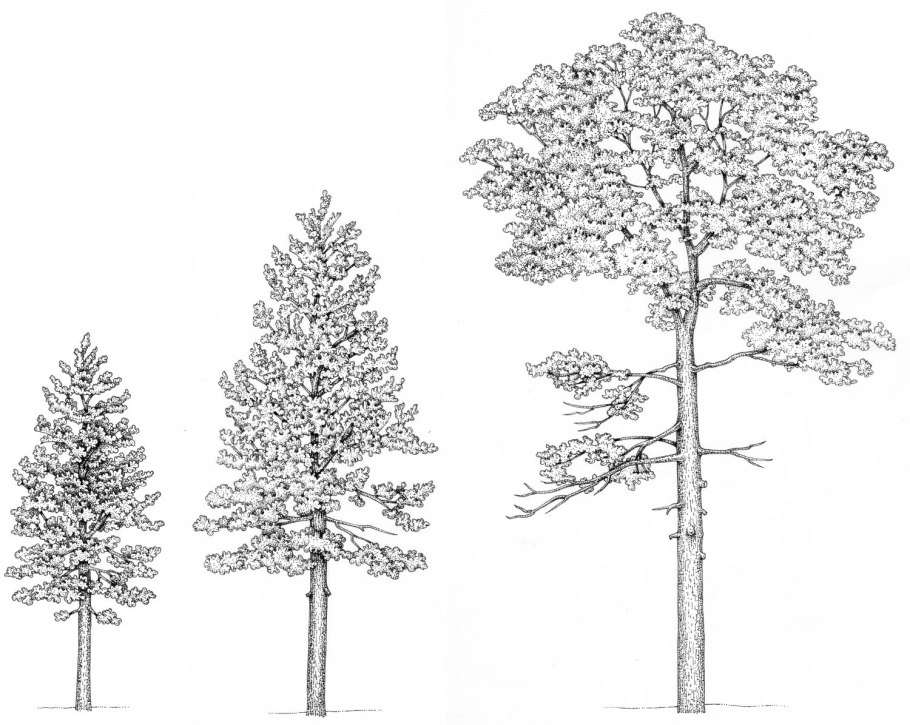 Этапы роста сосны