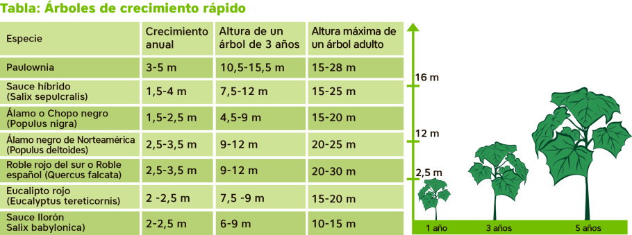 Сосновый лес без фона