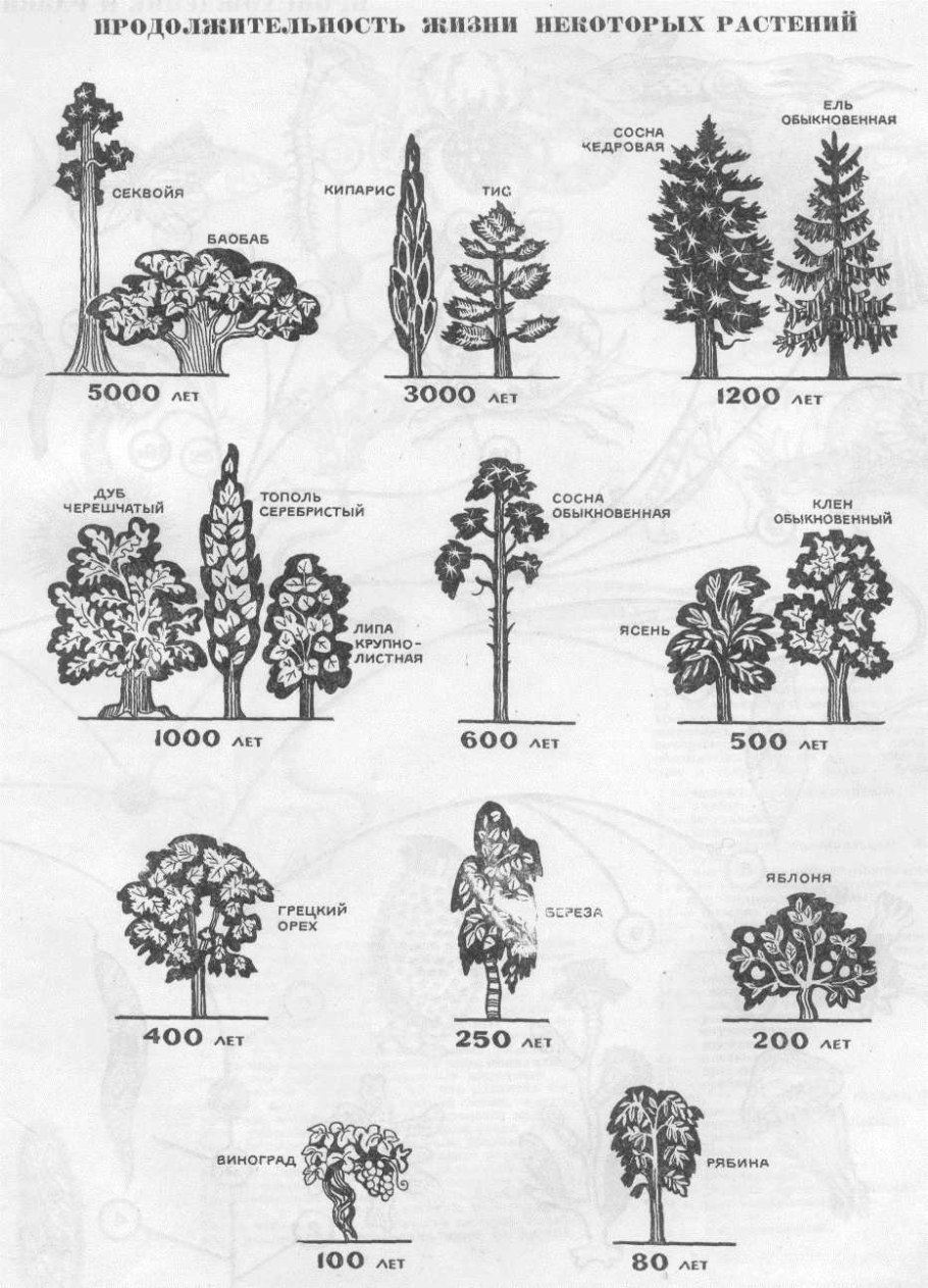 Продолжительность жизни деревьев таблица класс окружающий мир