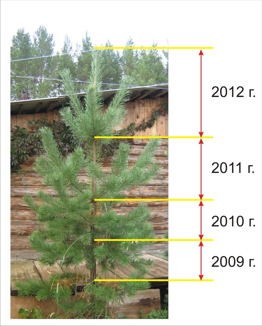 Годовой прирост сосны обыкновенной