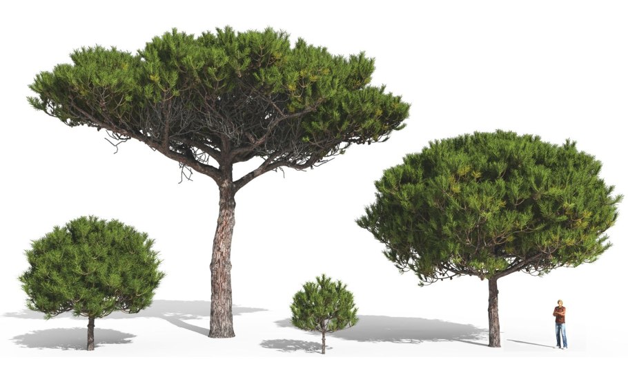 Pinus pinea