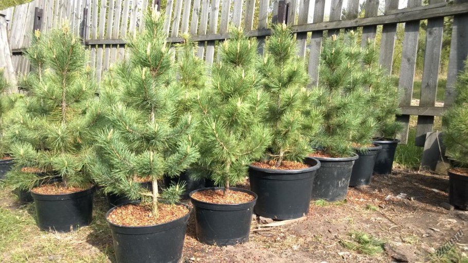 Сосна Горная Мугус